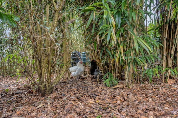 Foto 45 van Ir. Mentropweg 27