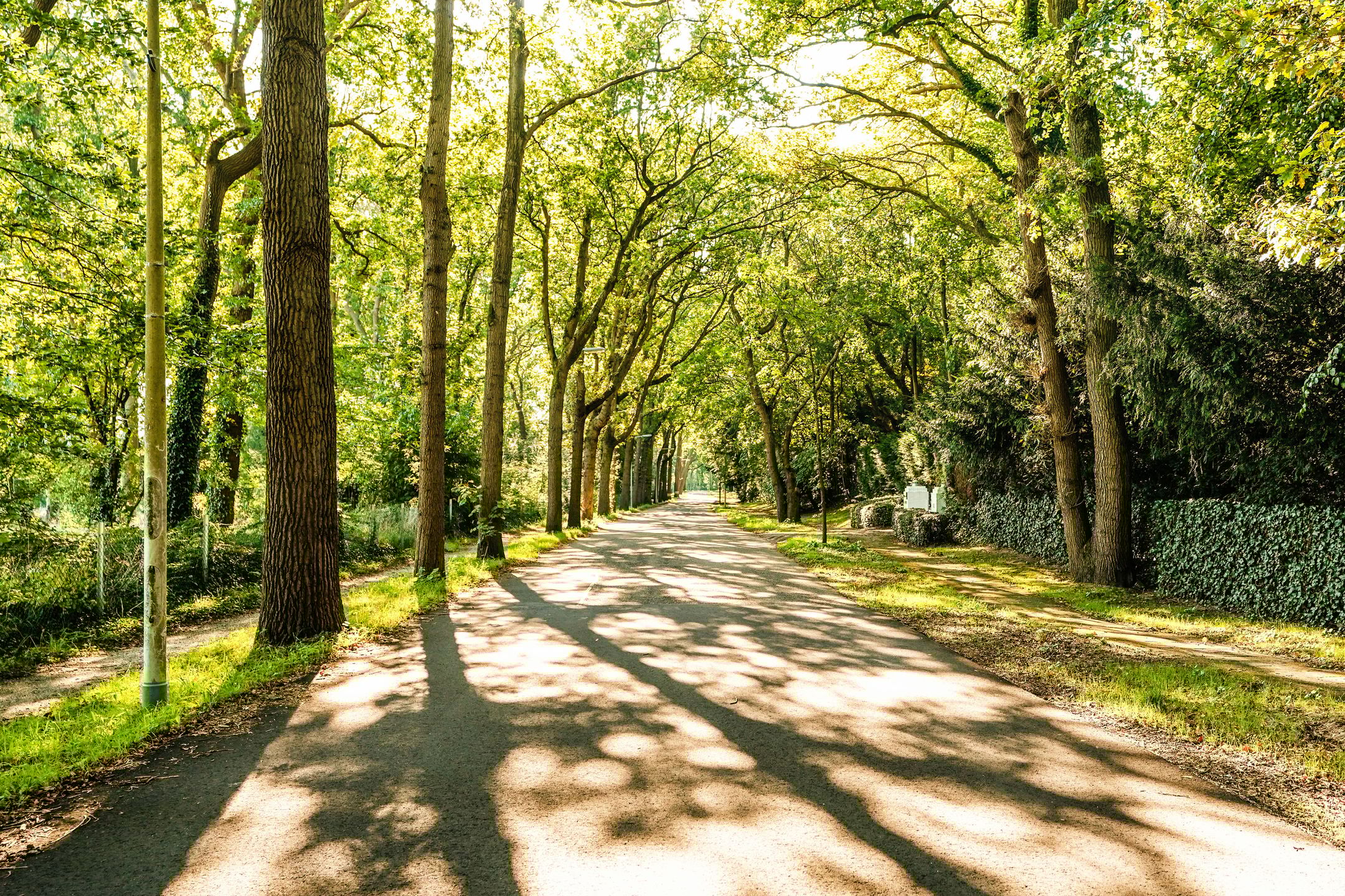 Foto 81 van Schouwweg 86