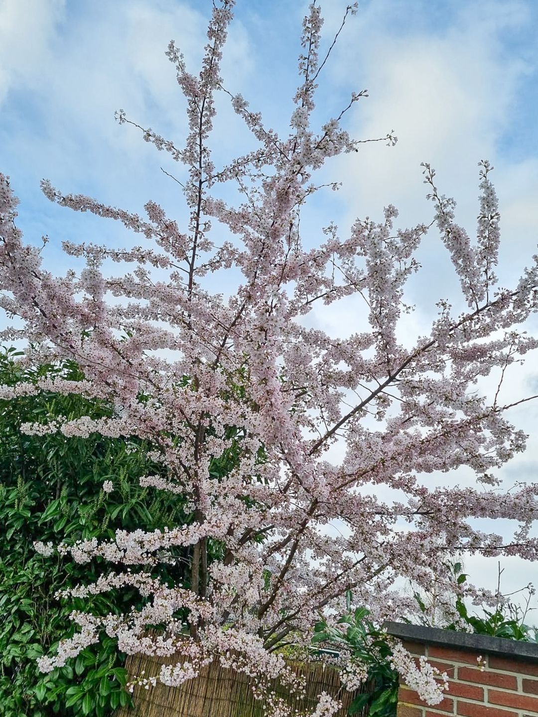 Foto 68 van Lange Zuiderweg 142-979