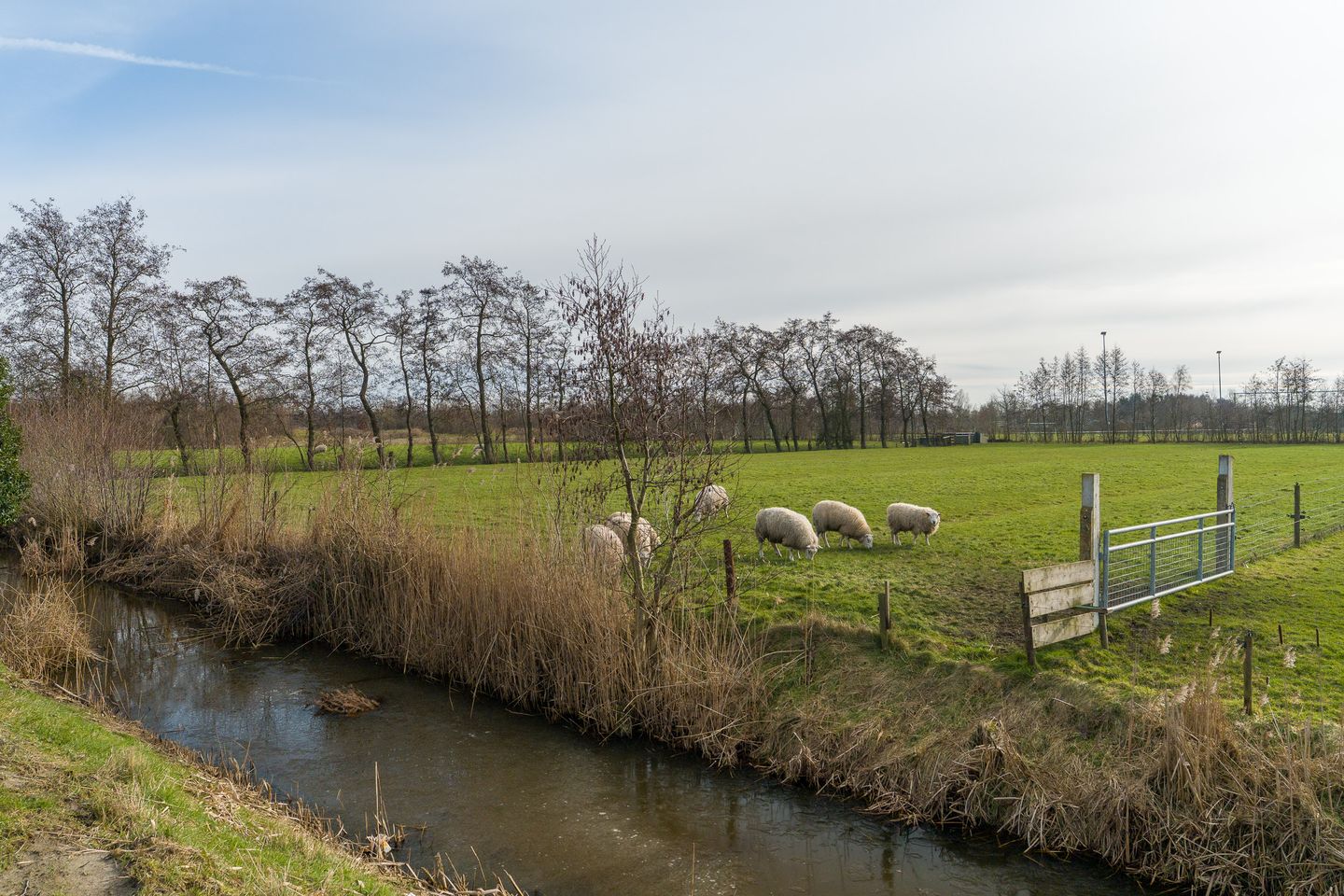 Foto 44 van De Pinksterblom 6