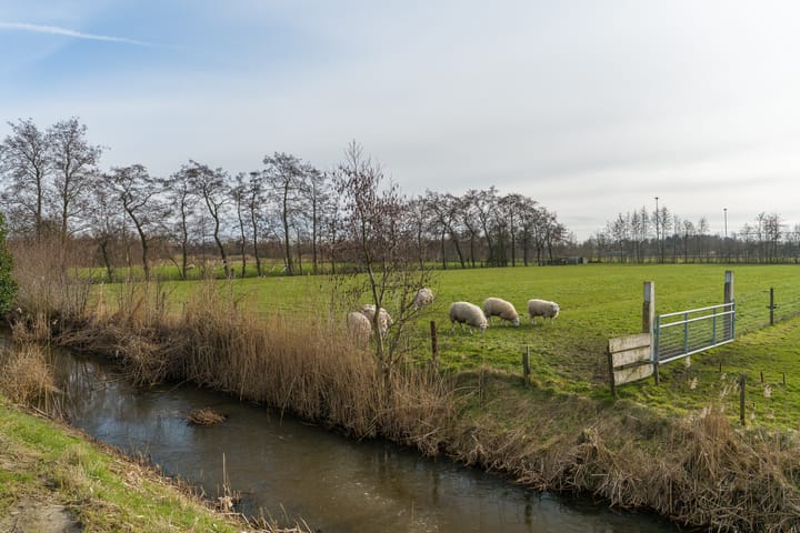 Foto 44 van De Pinksterblom 6