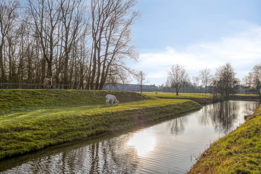 Foto 53 van Kuifeend 51