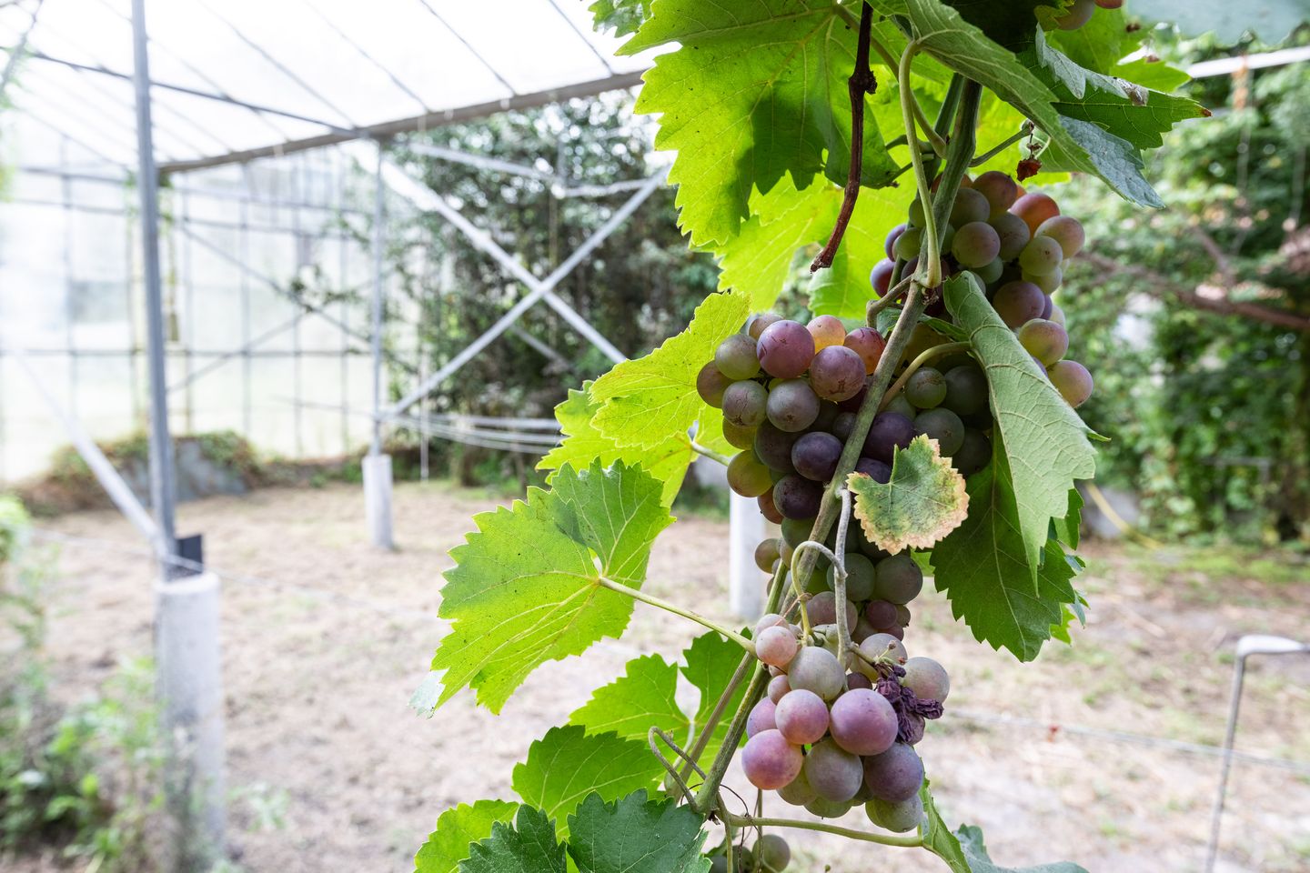 Foto 50 van Oudeweg 78