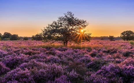 Bergse Heide - Het Erf main image