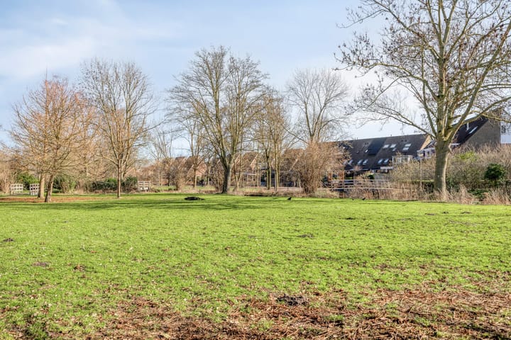 Foto 44 van Sikkelkruid 6