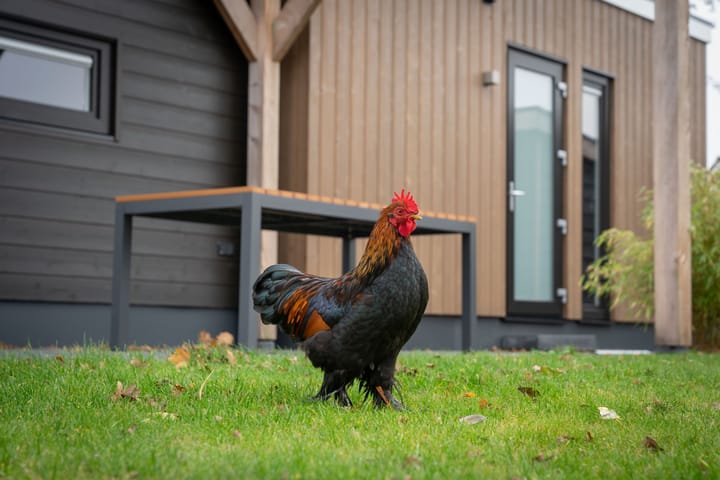 Foto 30 van Langwarderdyk 4-A0013