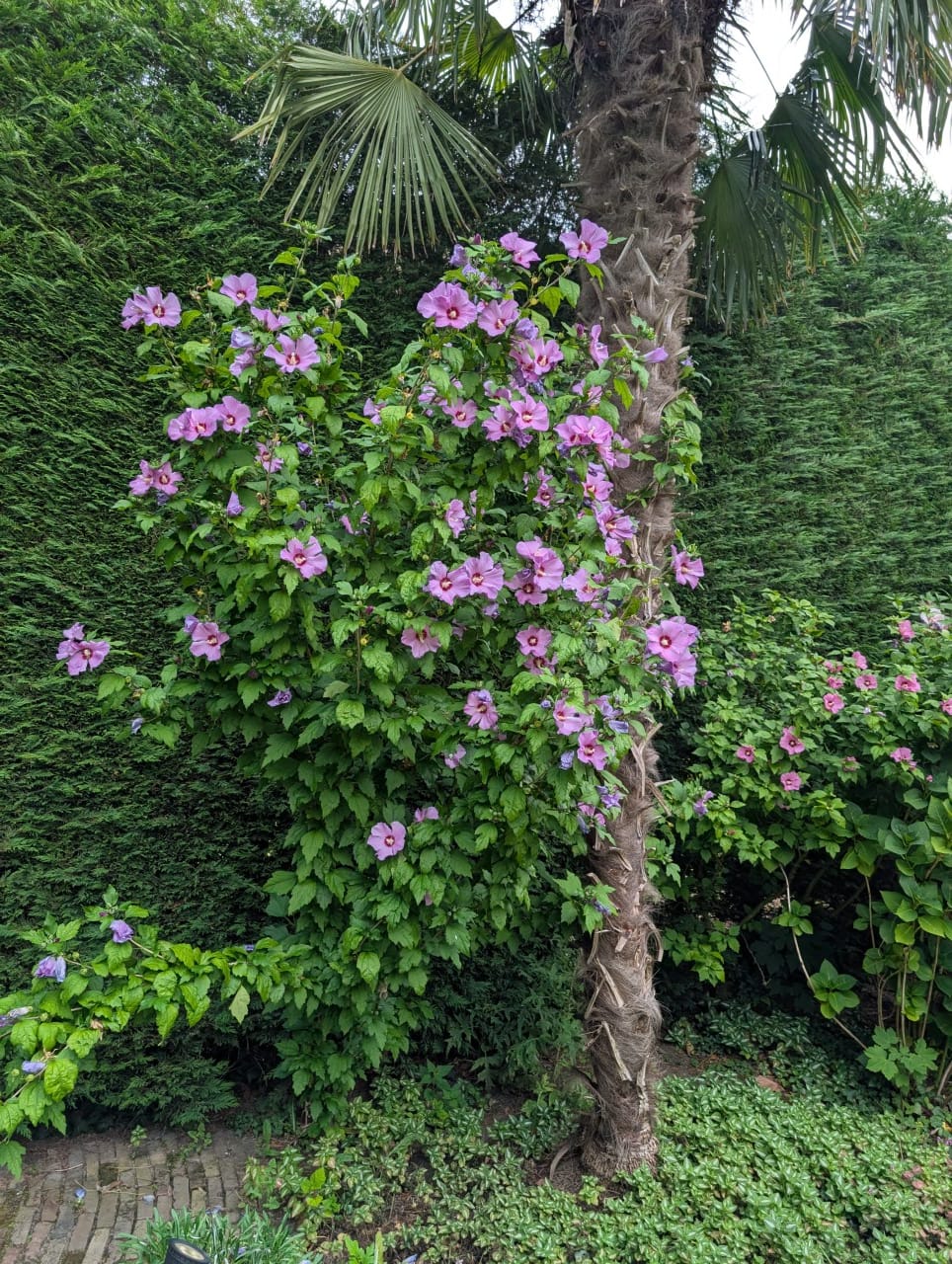 Foto 64 van Nassaulaan 9