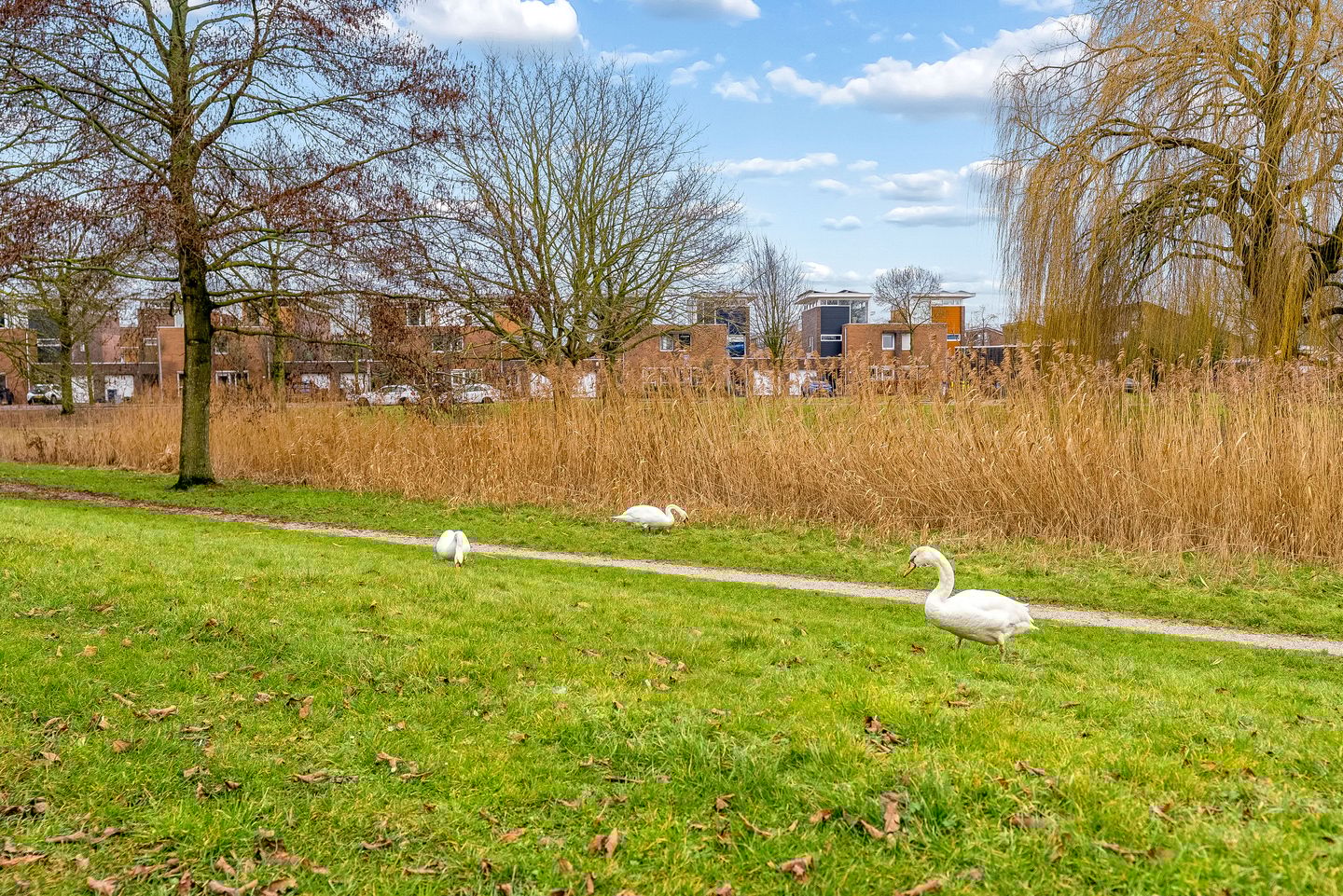 Foto 50 van Godfried Bomansstraat 51