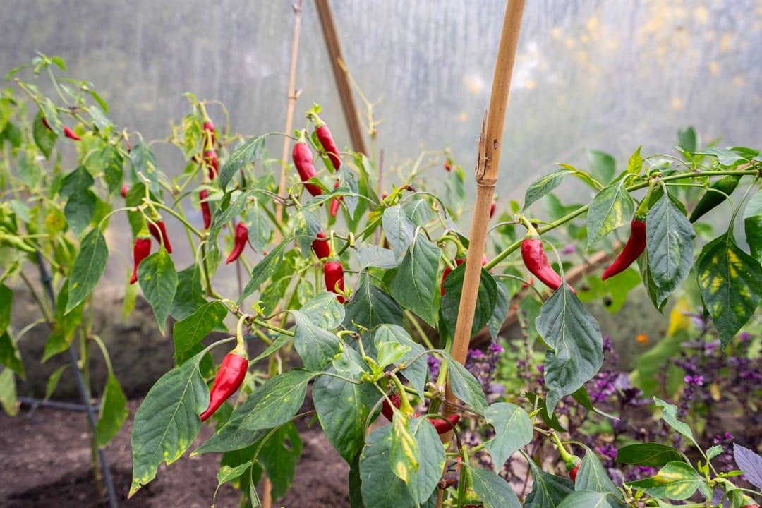 Foto 52 van Berghuizen 40