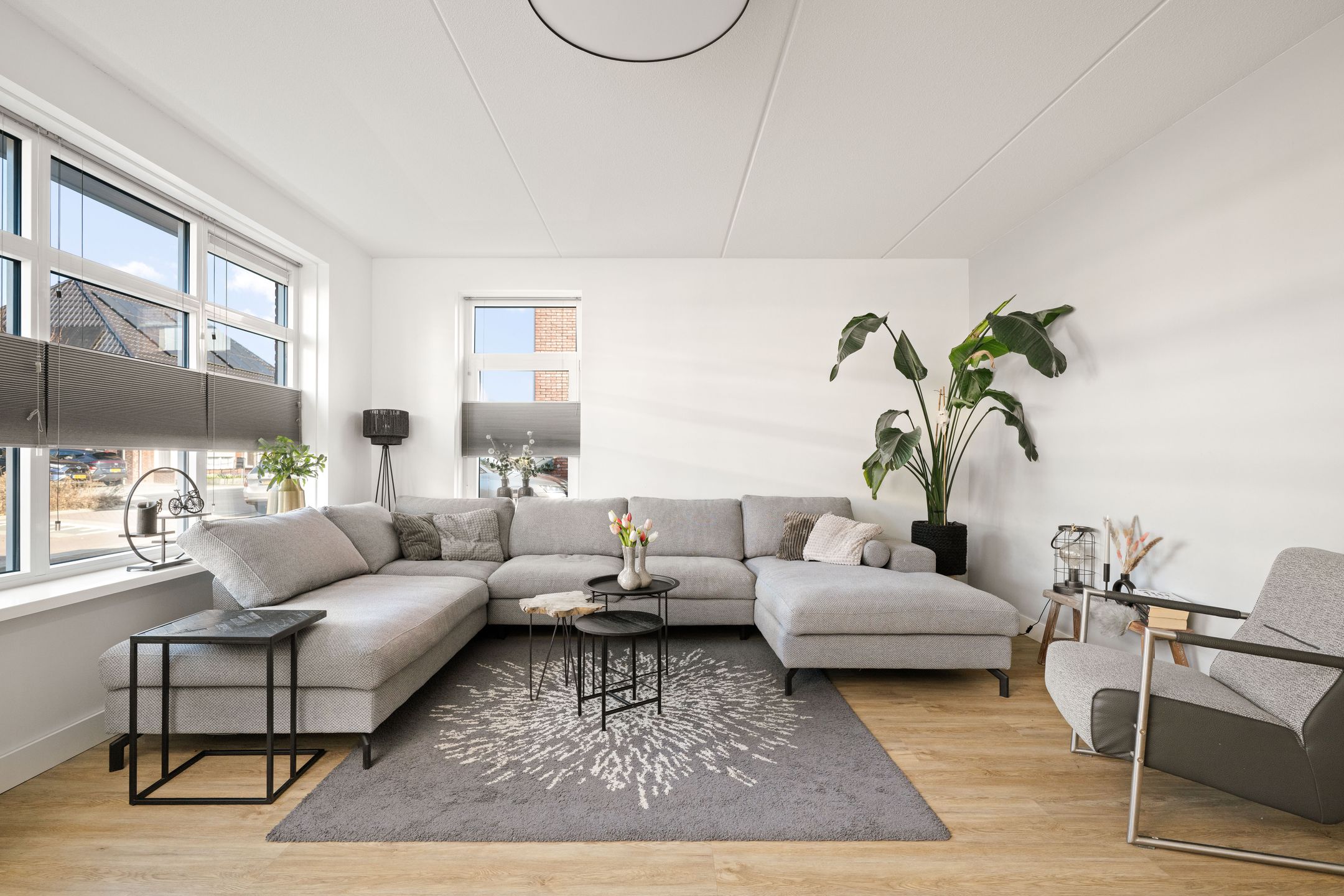 Photo 6 of Koolmees 13