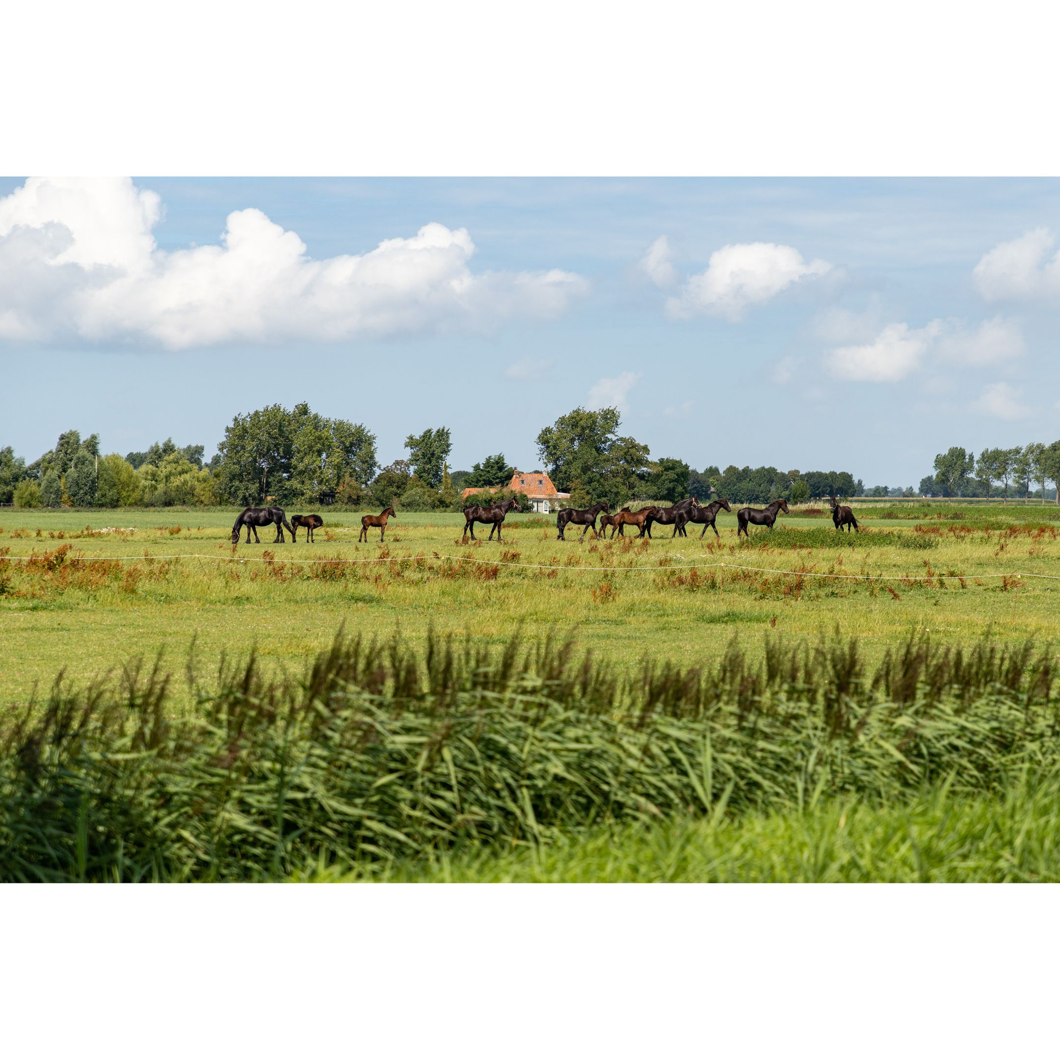 Agricola Makelaardij
