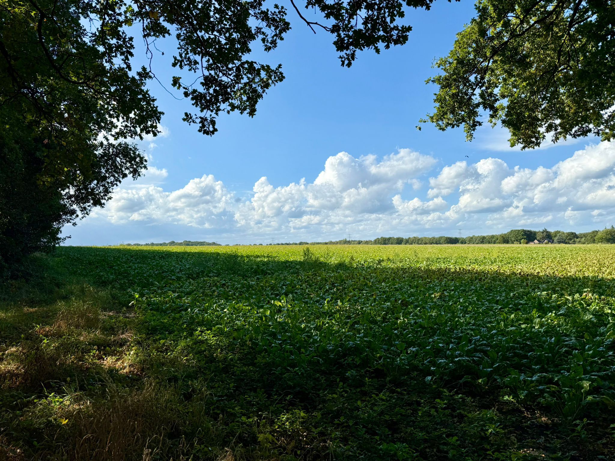 Photo 36 of Wolfsbergenweg 32