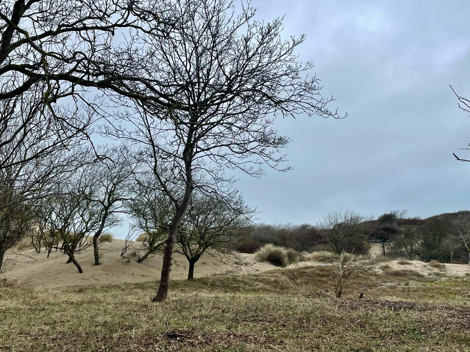 Photo 48 of Zonnebloemstraat 3