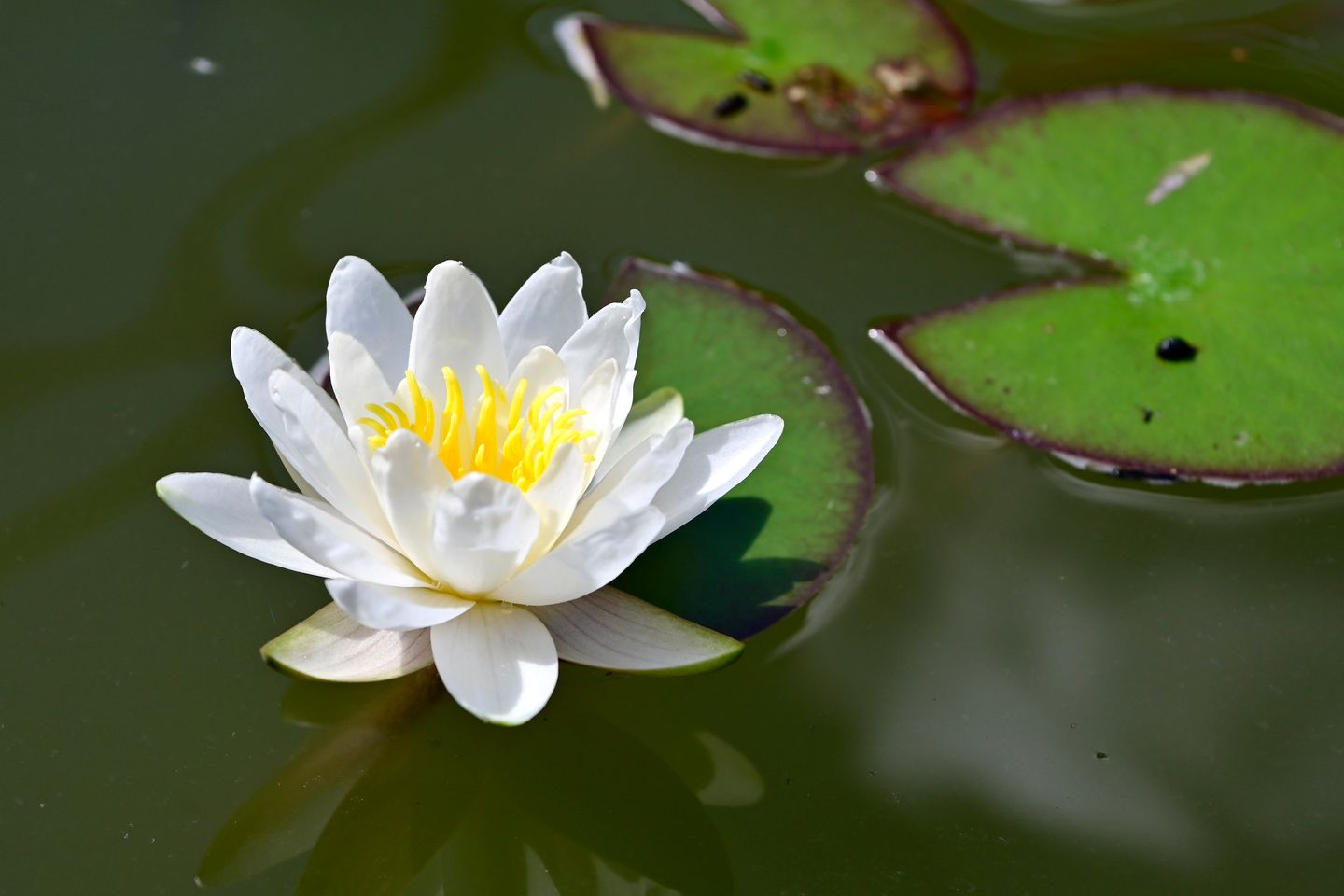 Photo 79 of Molenstraat 55