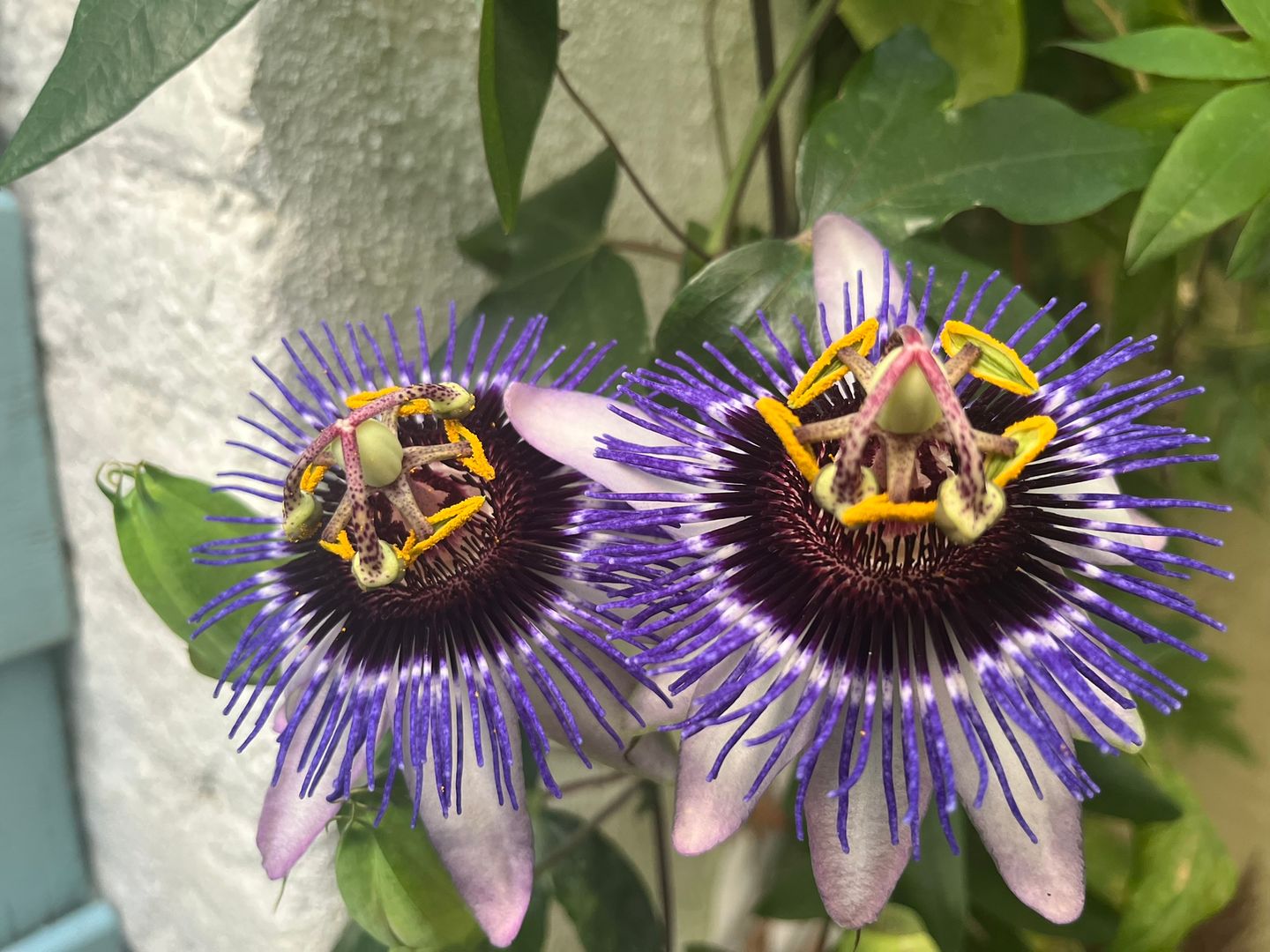 Foto 50 van Utrechtse Jaagpad 97