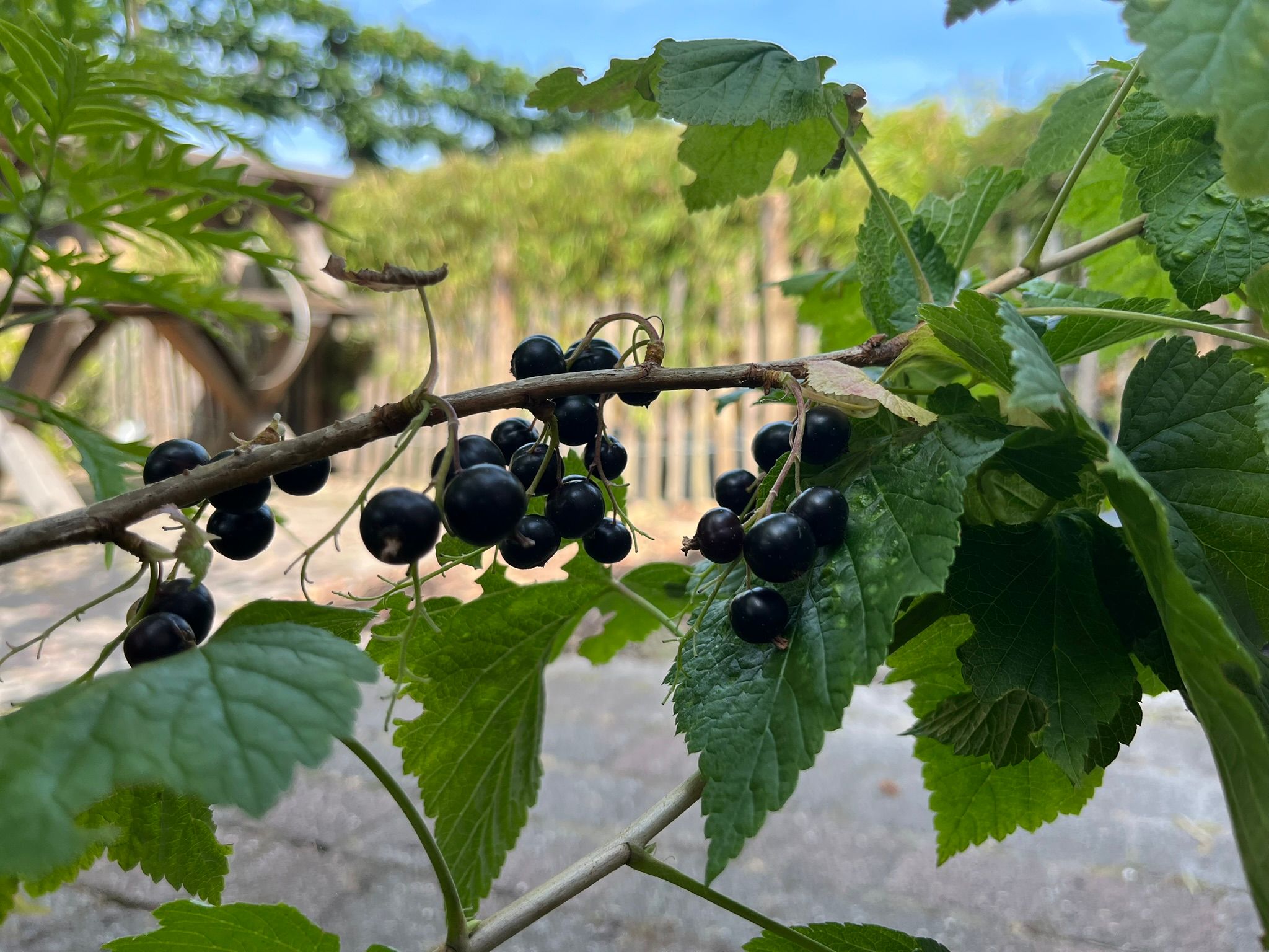 Foto 51 van Utrechtse Jaagpad 97