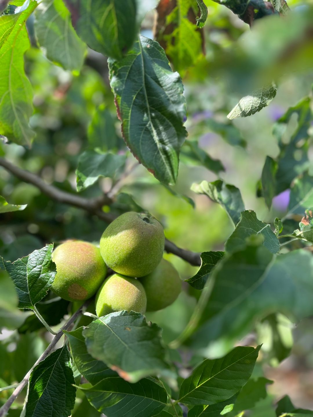 Foto 52 van Utrechtse Jaagpad 97