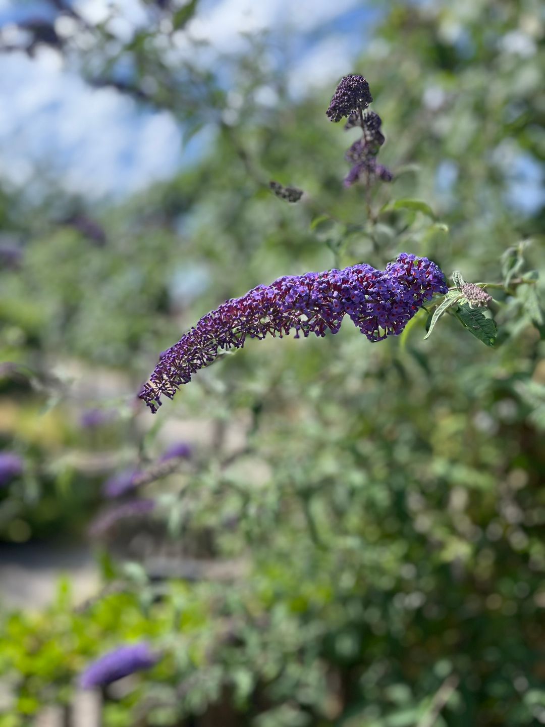 Foto 53 van Utrechtse Jaagpad 97