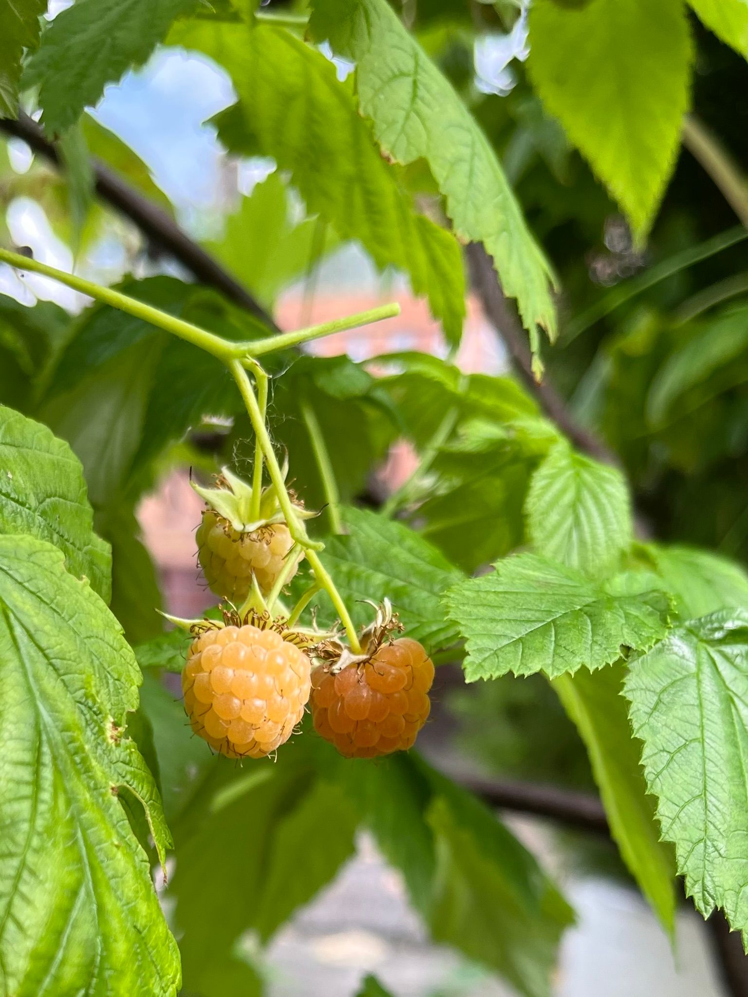 Foto 54 van Utrechtse Jaagpad 97