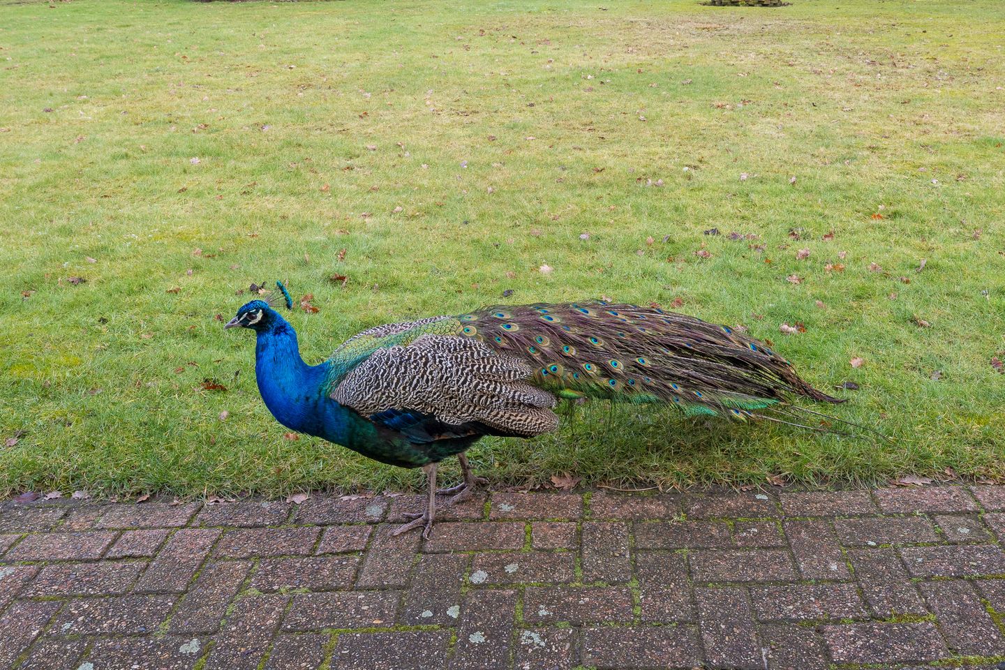 Photo 55 of De Brentjes 53