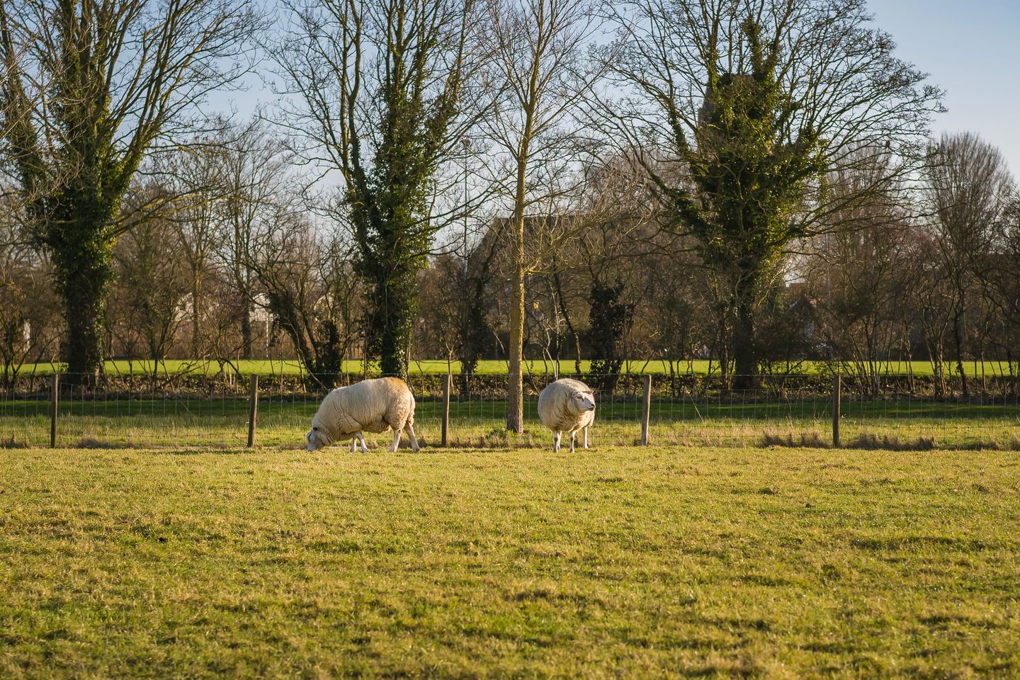 Foto 40 van It Giele Fjild 53