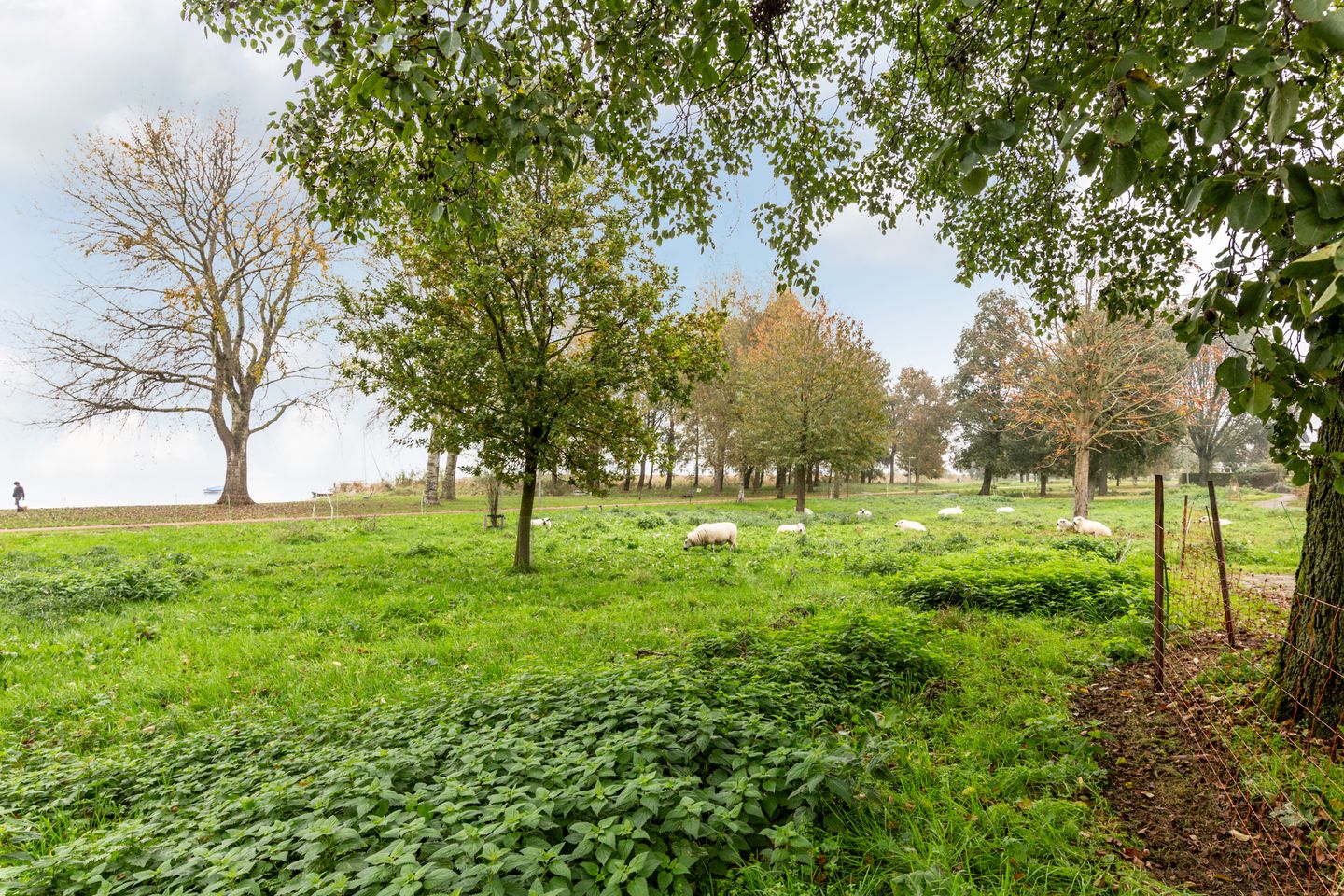 Foto 40 van Rietgorsmeen 5