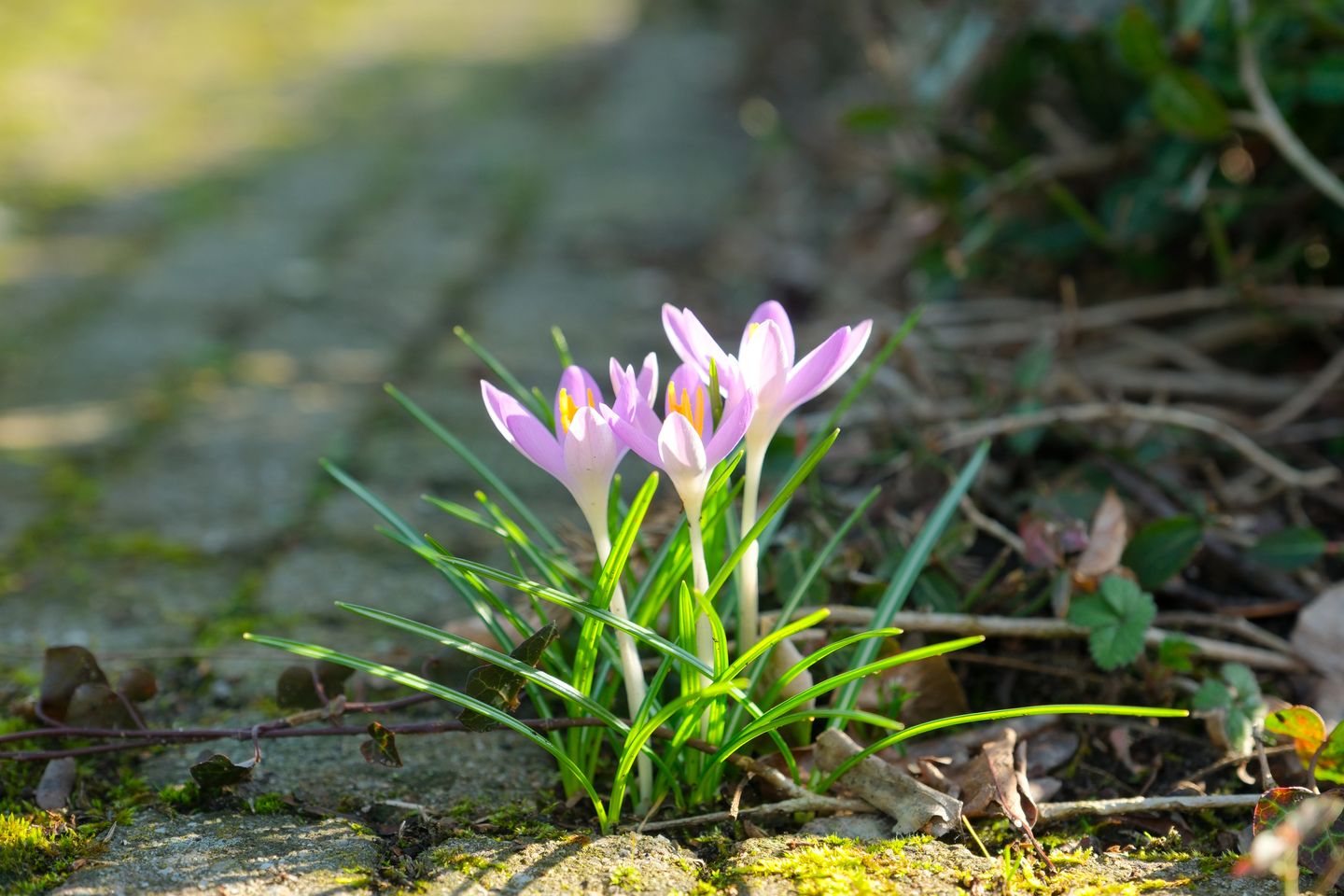 Foto 20 van Hanzelaan 20