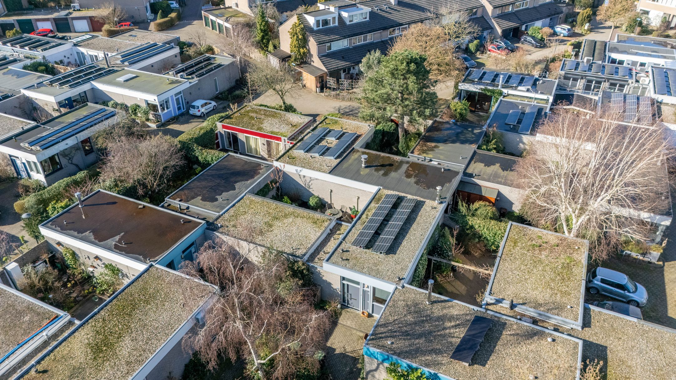 Photo 36 of Atlasvlinder 6