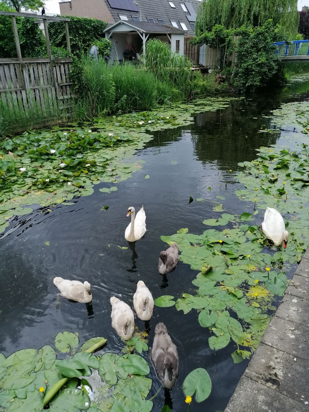 Foto 37 van Hoge Witsiestraat 30