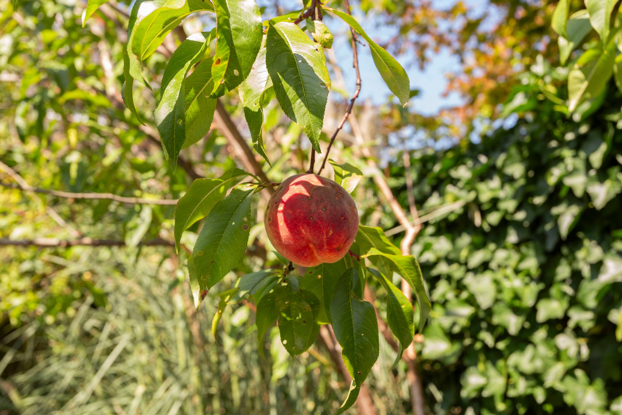 Foto 39 van Burgemeester Van den Helmlaan 6