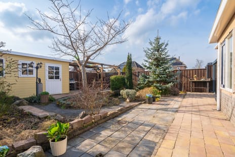 Havikskruid 4 tertiary image