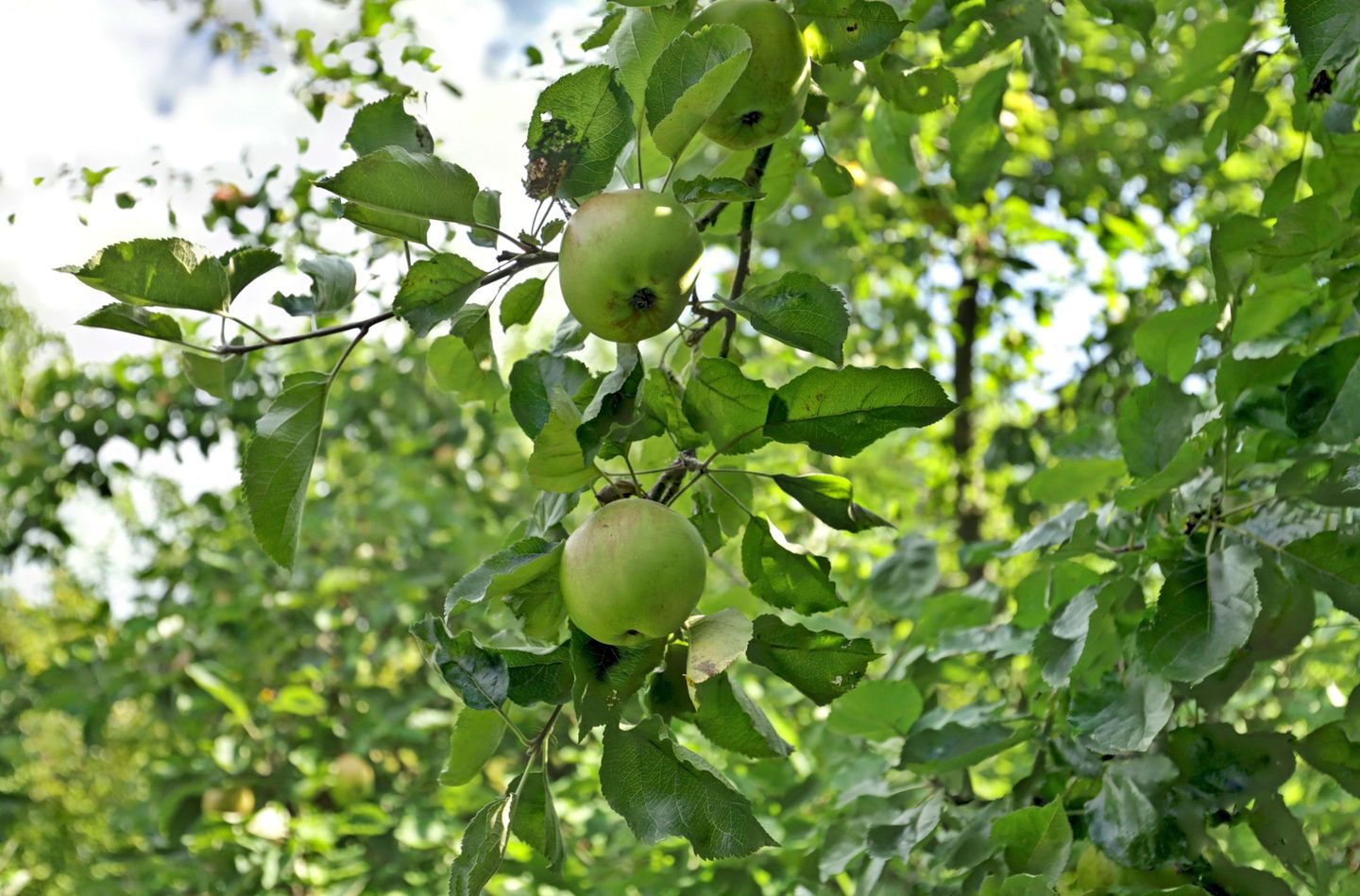 Foto 64 van Lingedijk 82