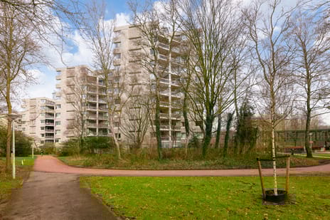 Gouden Leeuw thumbnail