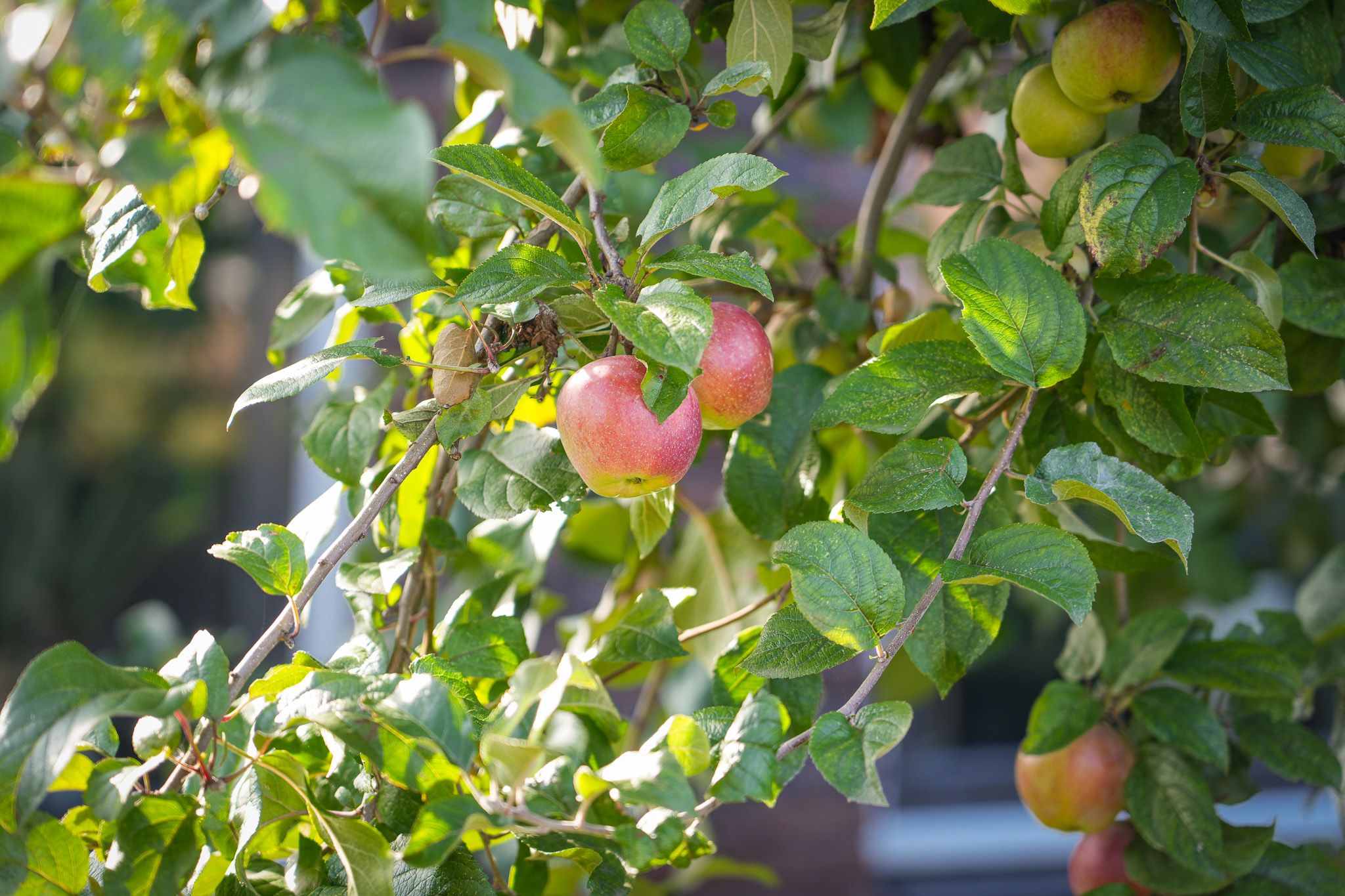 Foto 33 van De Tip 23