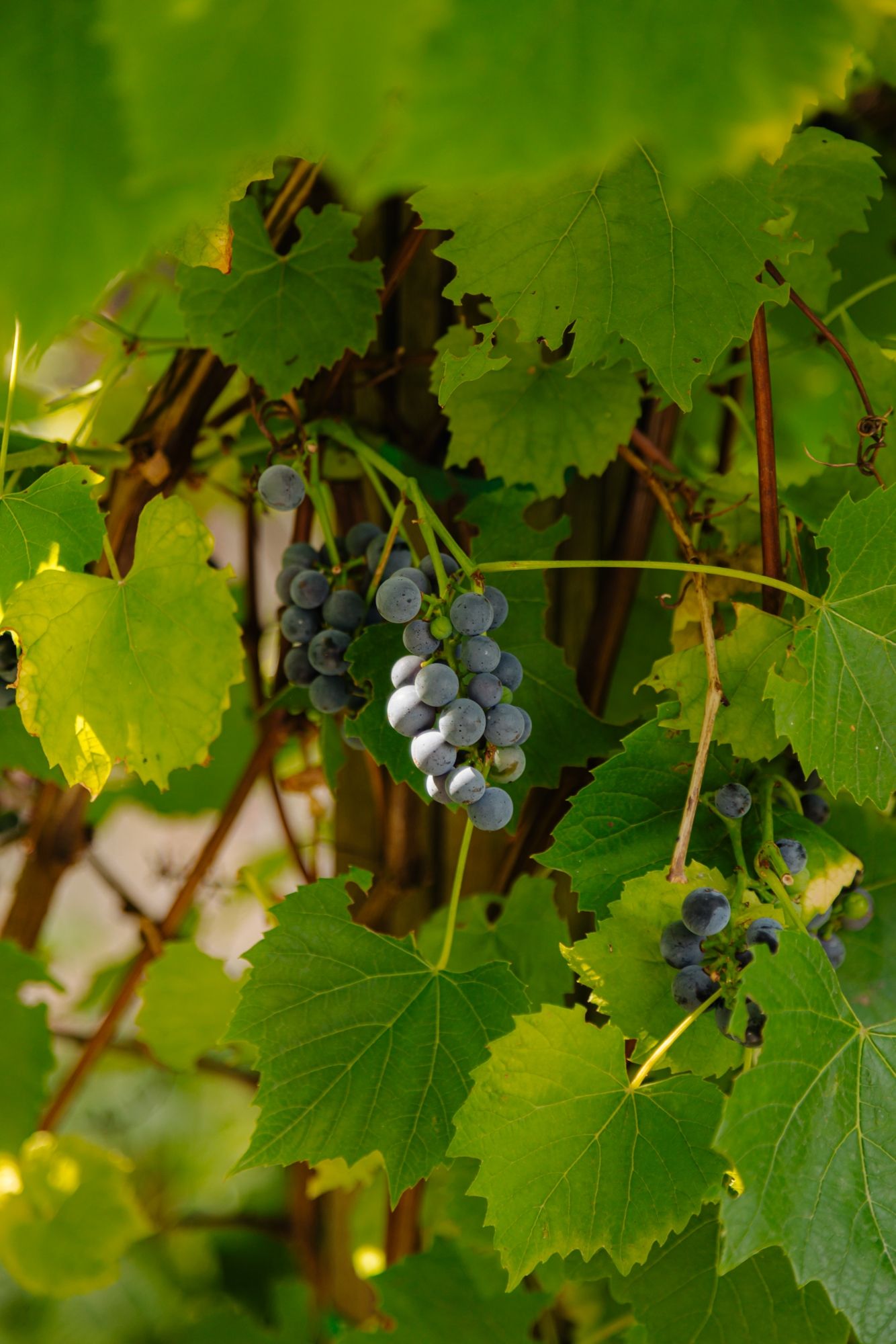 Foto 27 van Groot Hertoginnelaan 101