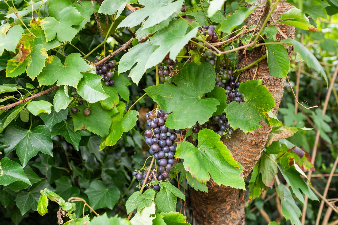 Photo 50 of Veldhuisstraat 24