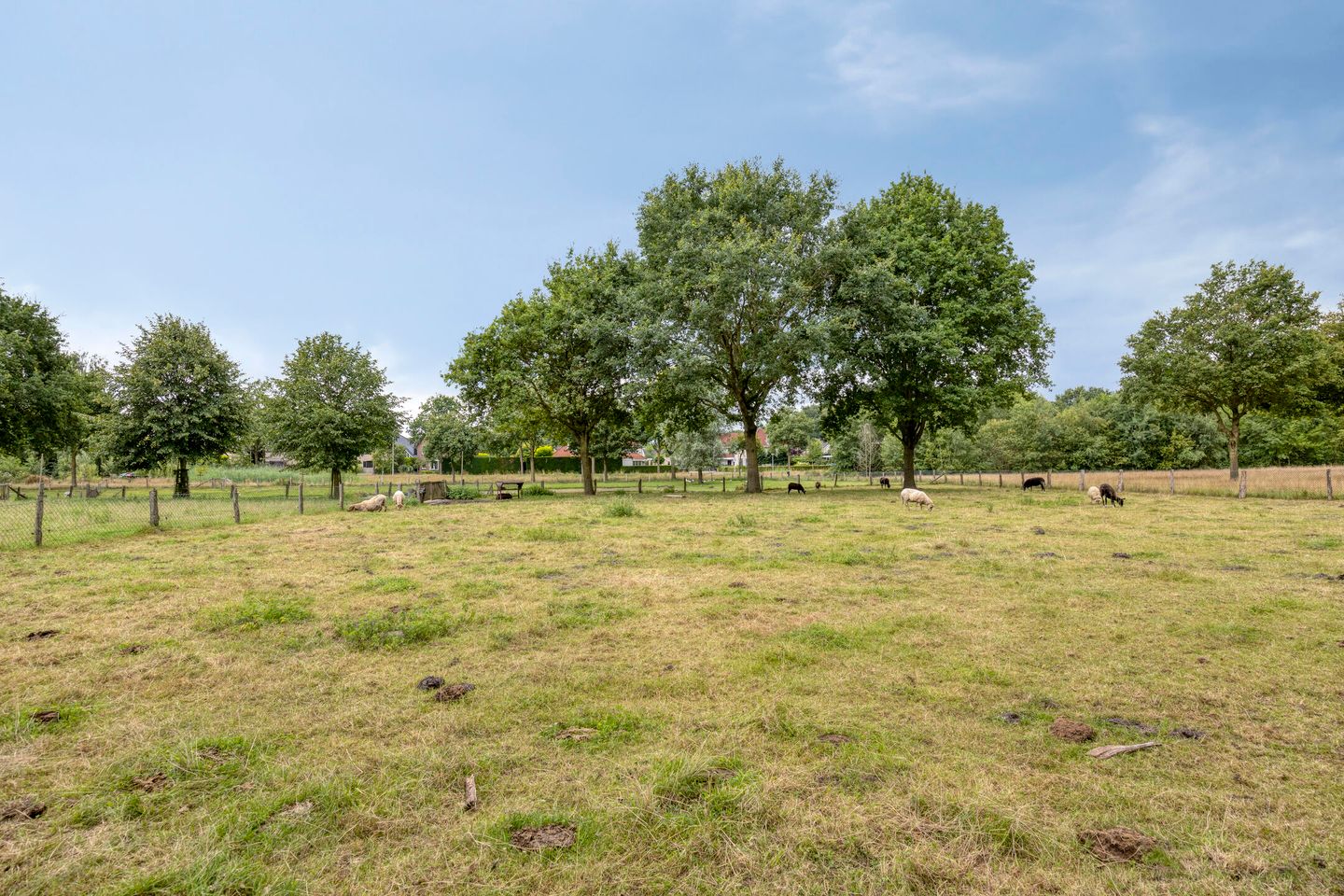 Foto 29 van Doornappel 8