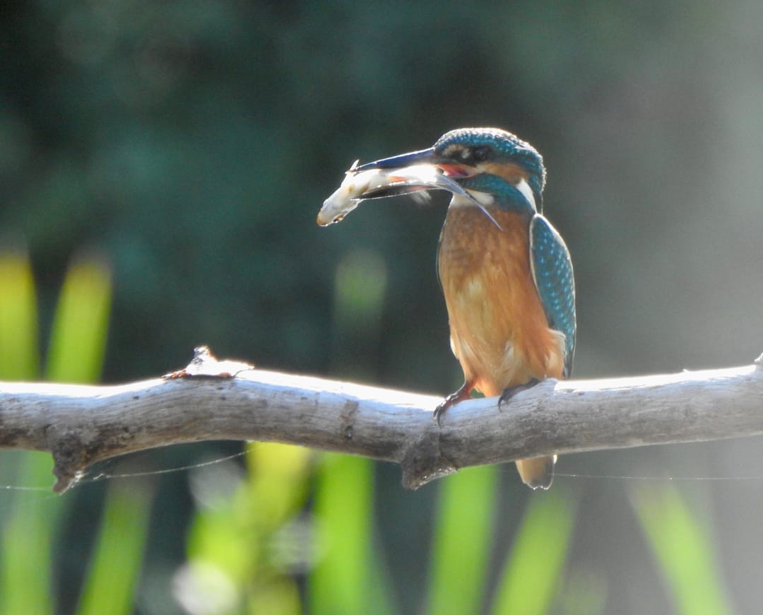 Photo 16 of Oude Balksterweg 2-316