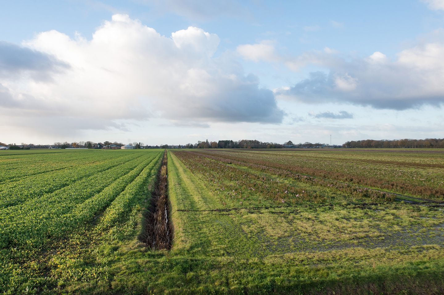 Bekijk foto 4 van Boerenlaan
