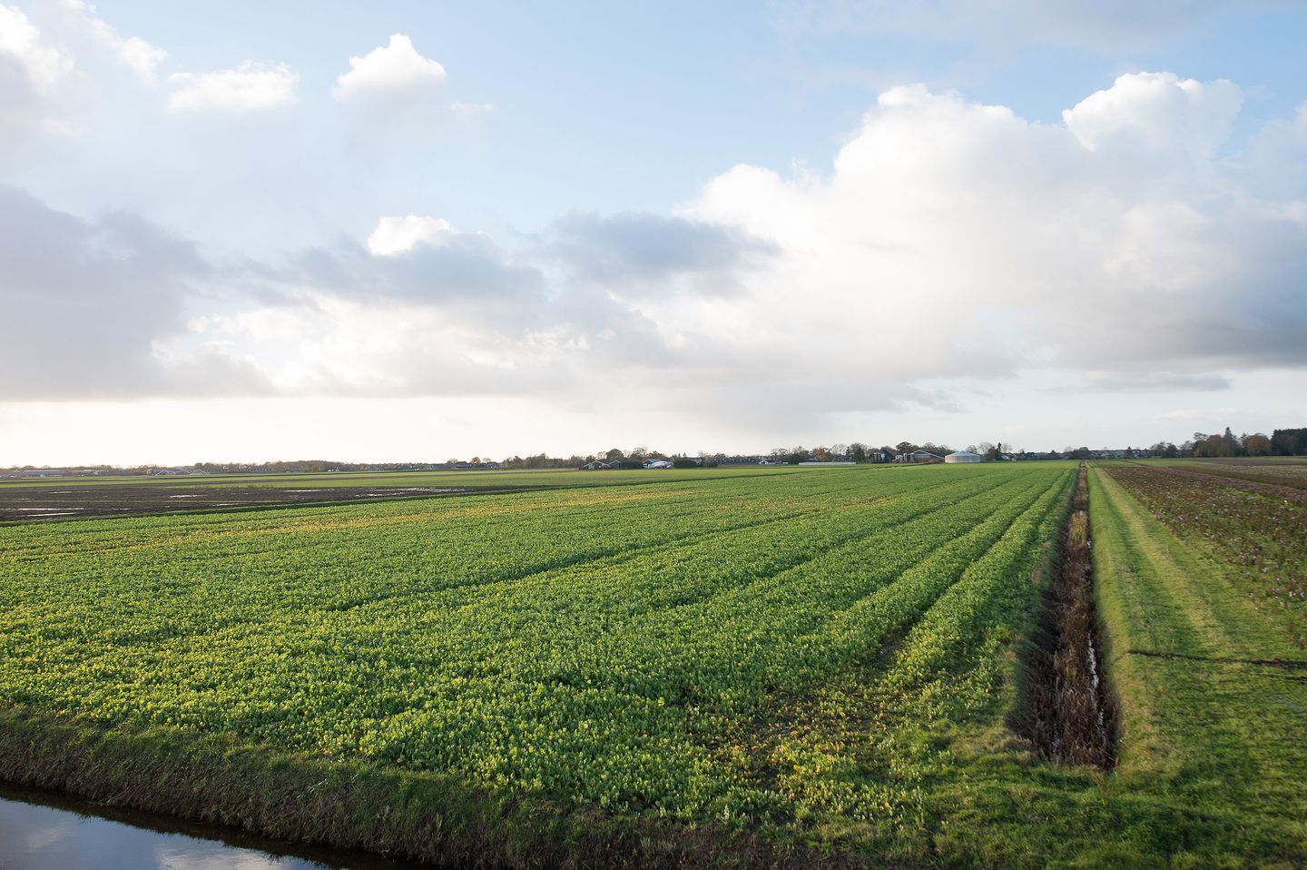 Bekijk foto 5 van Boerenlaan