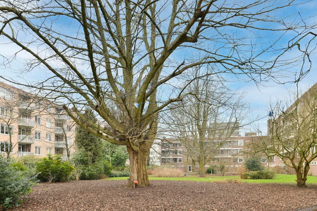 Photo 23 of Kanteel 8