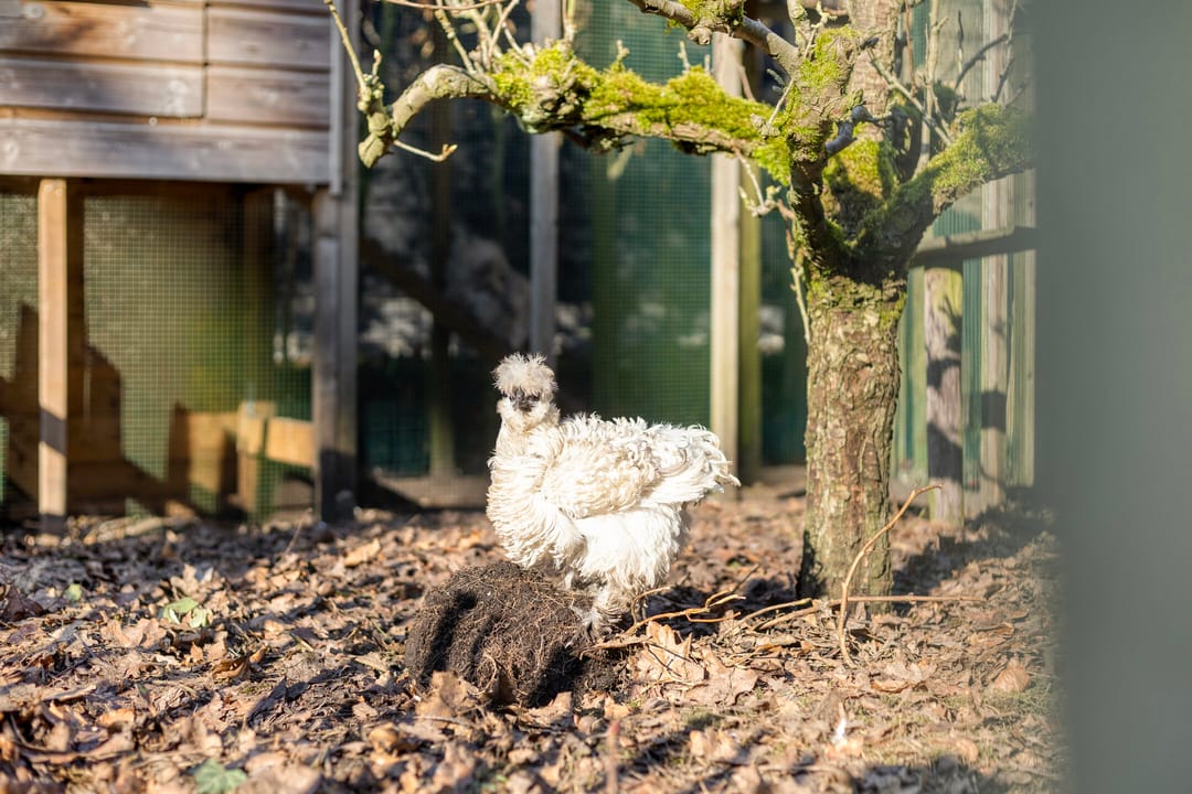 Foto 53 van Kemperbergerweg 811