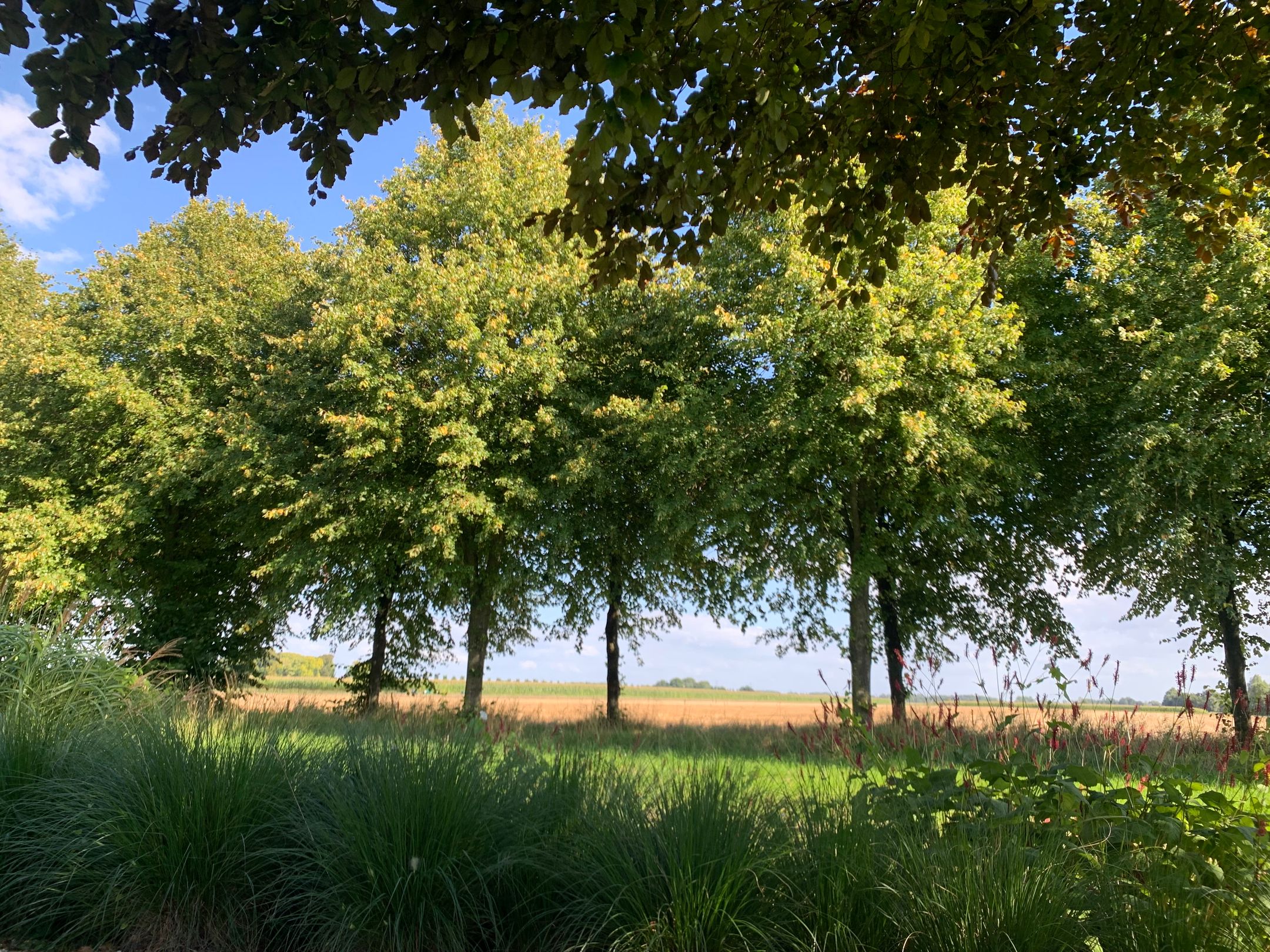 Photo 57 of Kersenlaan 18