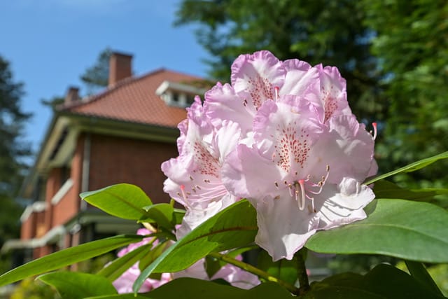 Foto 4 van Hazelaan 4