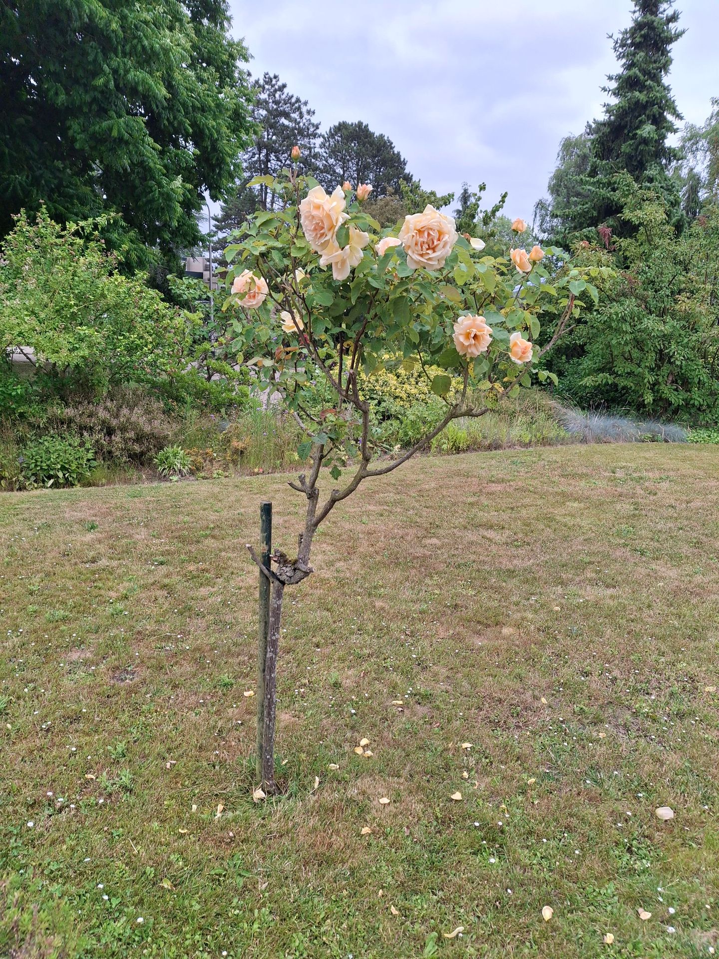 Foto 65 van Weezenhof 2708