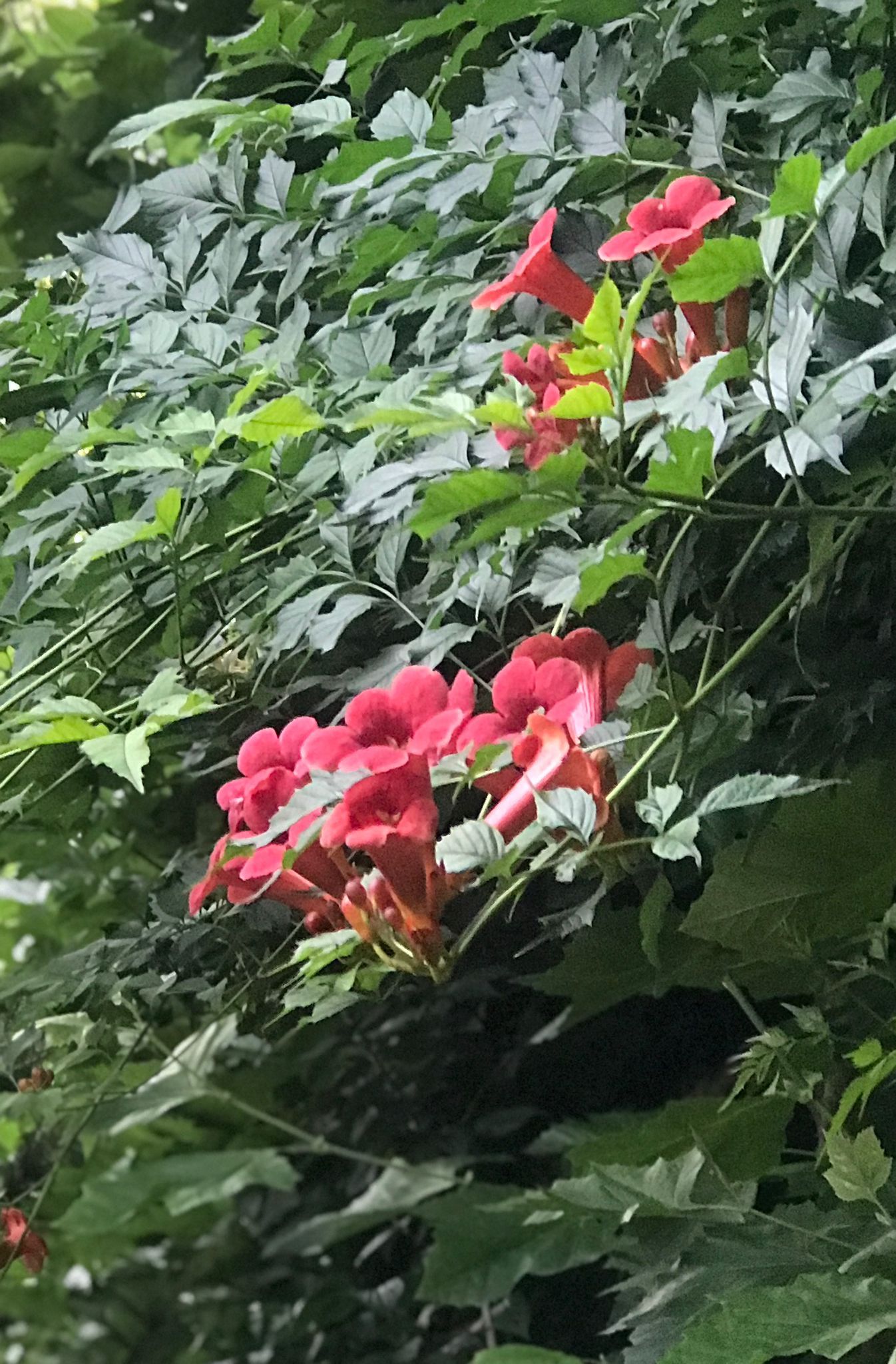 Photo 34 of 't Paadje 3