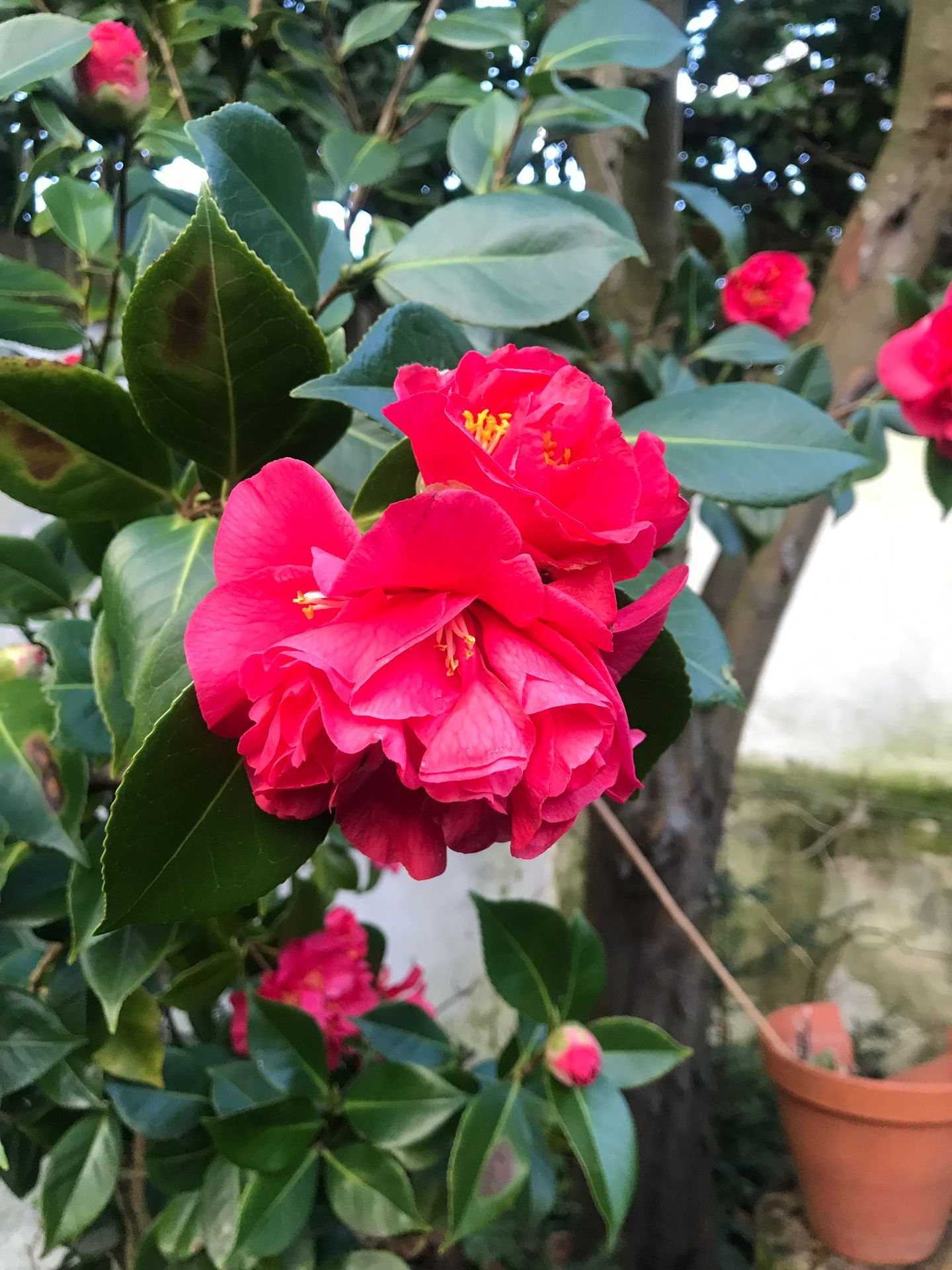 Photo 19 of 't Paadje 3