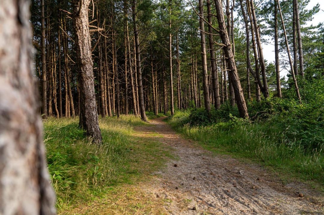 Foto 43 van Kemphaansduin 206