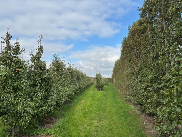Papotweg - Ellewoutsdijk - Afbeelding 7
