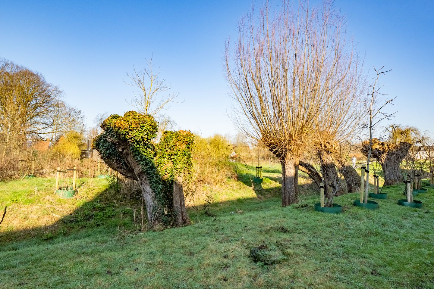 Foto 49 van Wilde rucolavliet 105